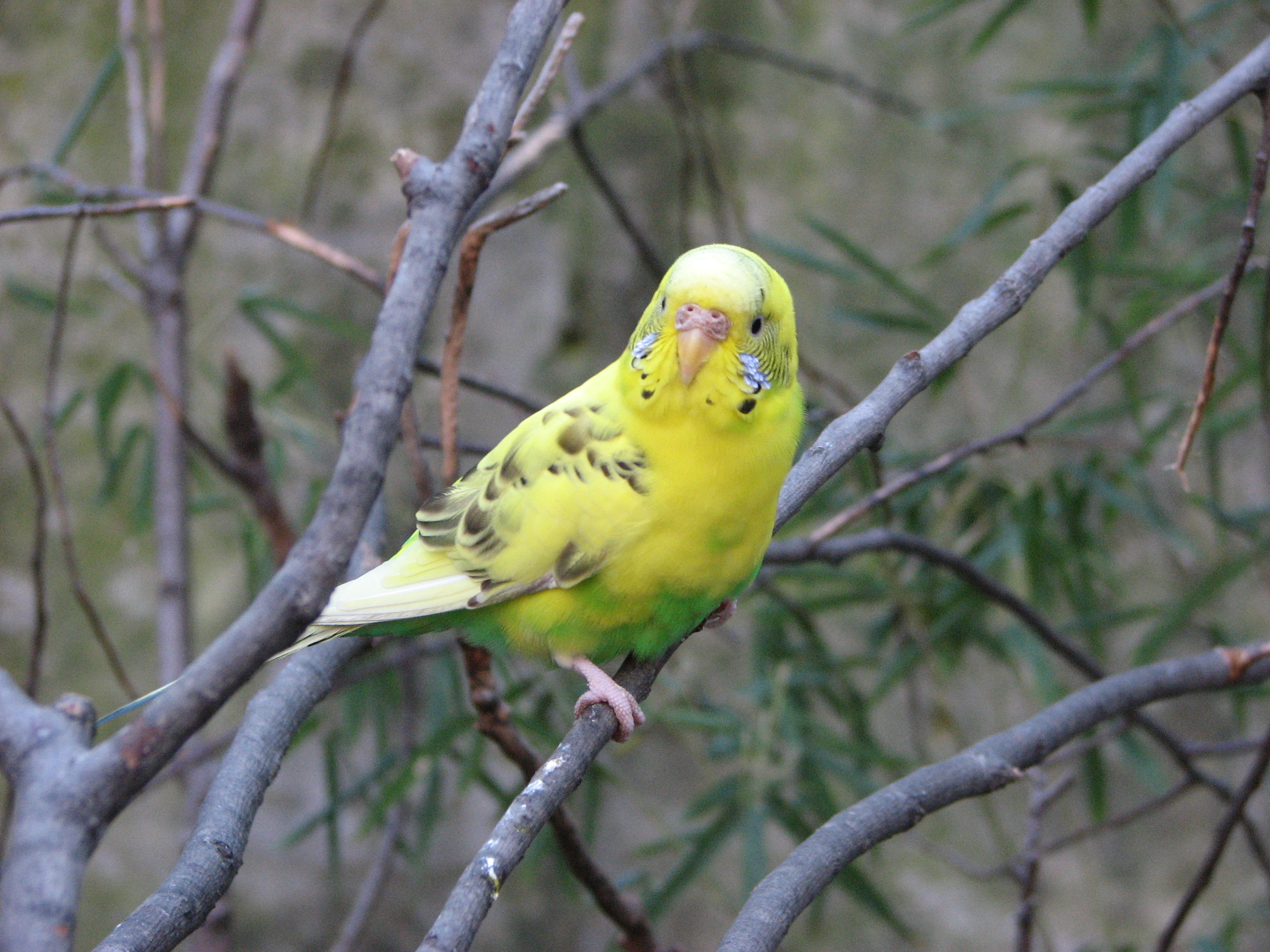 Fort Worth Zoo Animals birds seconews.org